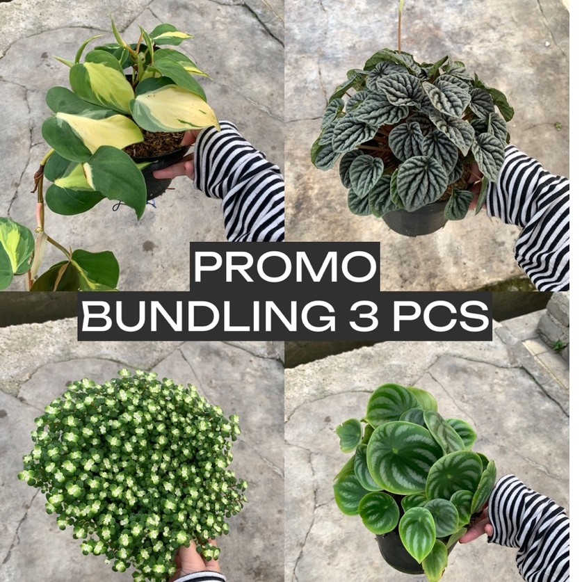 [BUNDLING 3 pcs] Tanaman Indoor Aesthetic  Philodendron Variegata / Peperomia Ripple / Baby Tears / 