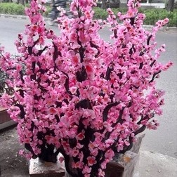 Bunga Sudut Sakura Jumbo / Bunga Hias Sakura Rimbun