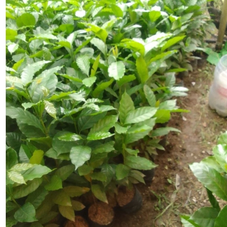 Bibit kopi unggul