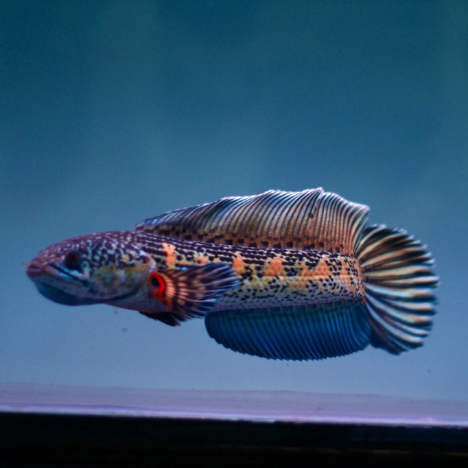 Kaos Auranti / Aurantimaculata LMF