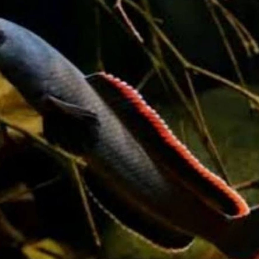 Limbata size 10 cm rim tebal kuning pekat
