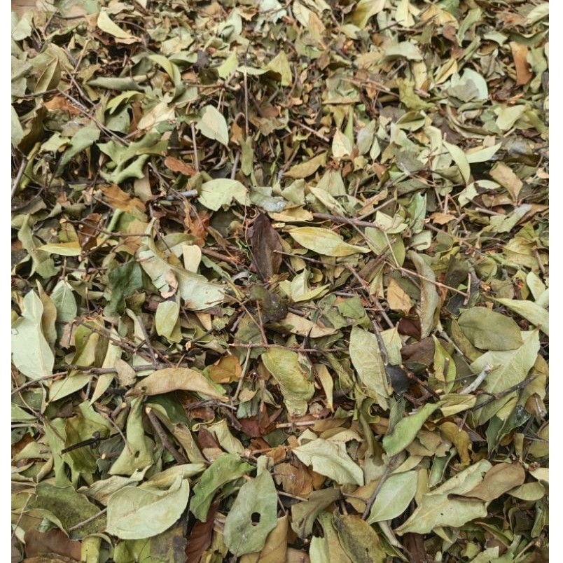 Benalu jeruk bali mini 200 gram