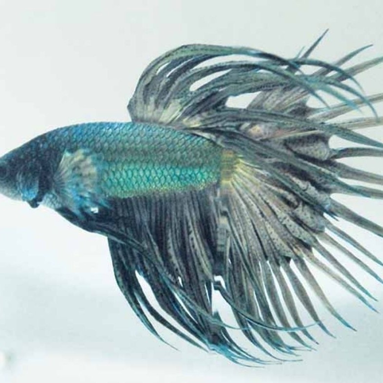 cupang serit/crowntail