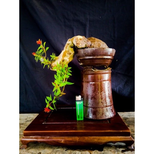 bonsai pusaka mikro..(realpict.)     Berkualitas