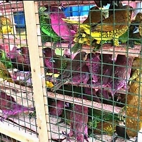 Burung Emprit Warna Warni Pelangi