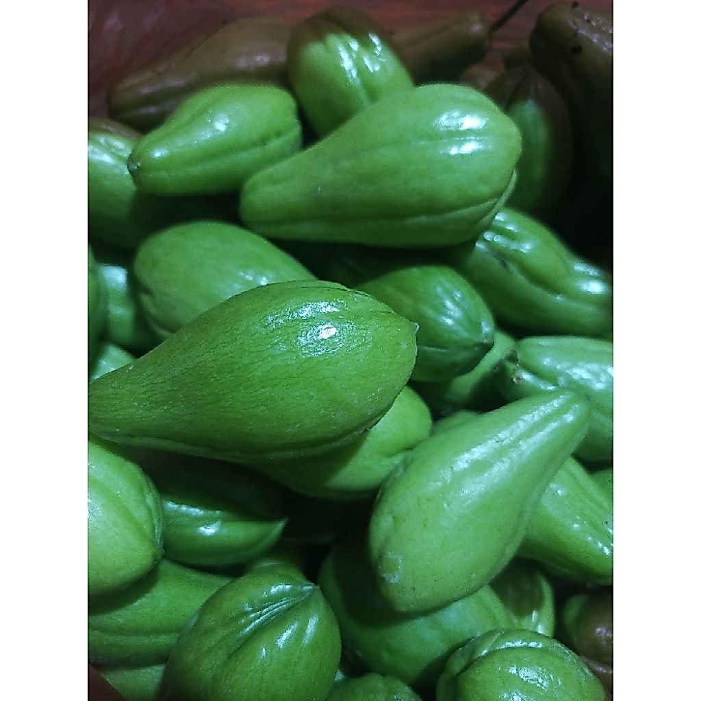 labu Siam baby (labu Siam jenis kecil)
