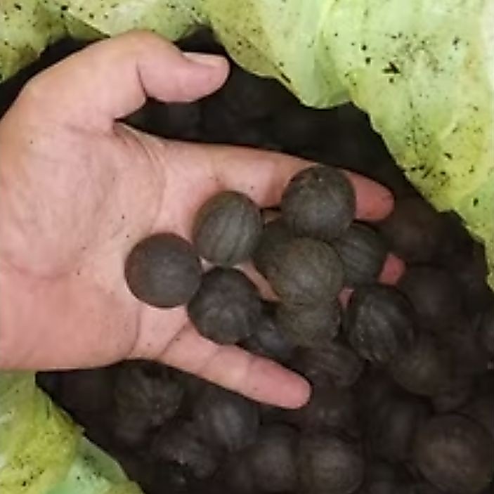 Satuan Lemon Aswad kering// lemon hitam kering