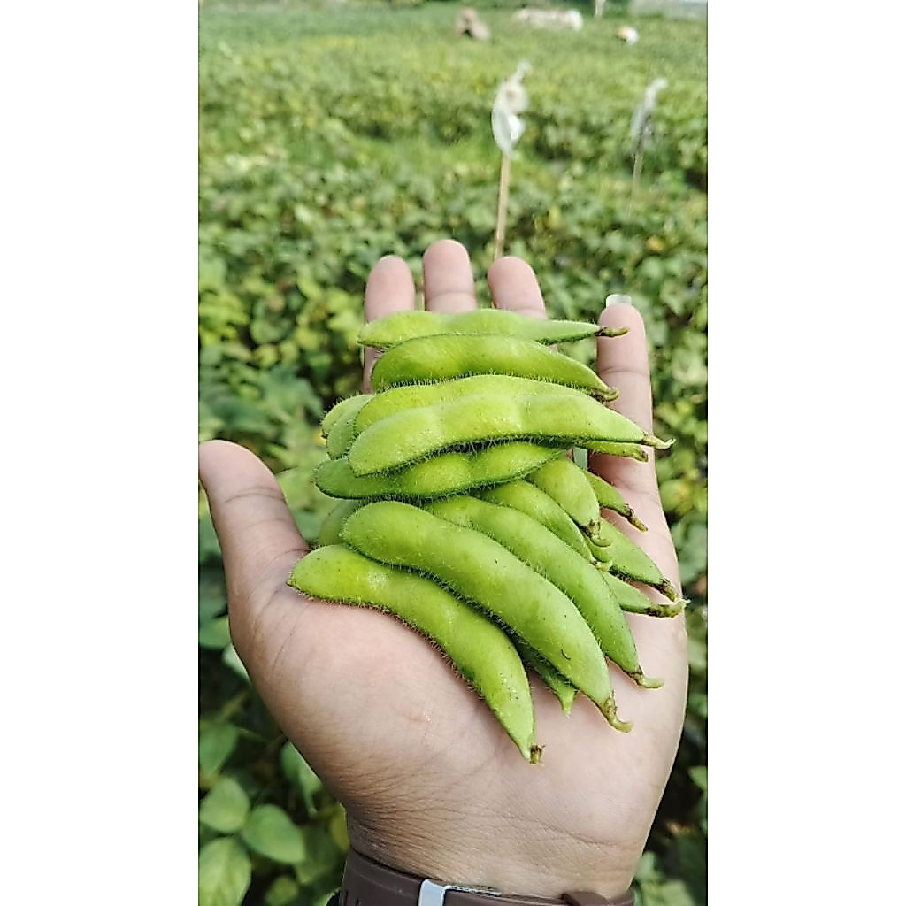 Kacang Edamame Super
