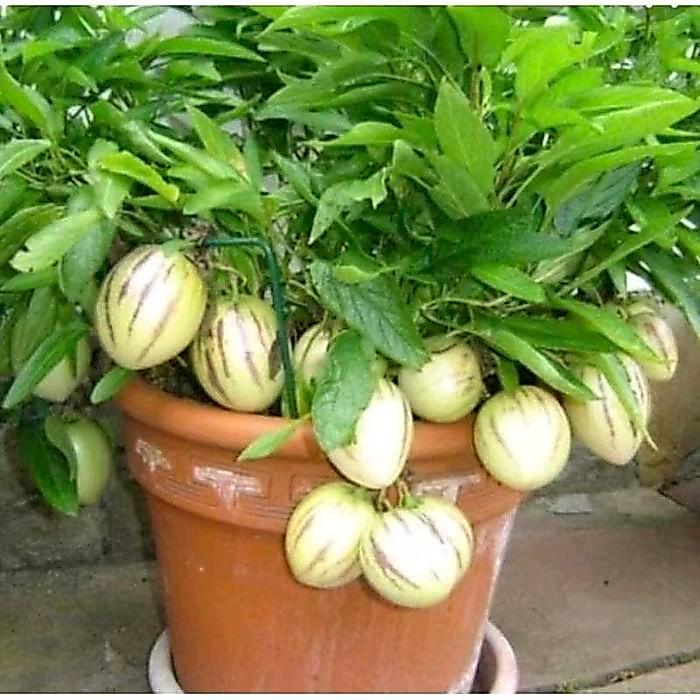 "New" Benih Melon Pepino / Melon Mini ( 20 Butir )