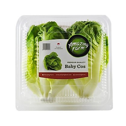 Baby Romaine Cos Hidroponik