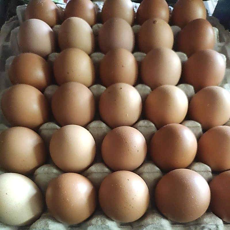 TELUR 1 RAK