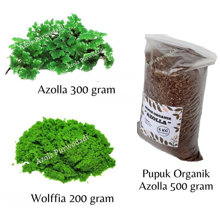 Azolla 300 gram + Wolffia 200 gram + Pupuk Organik Azolla 500 gram