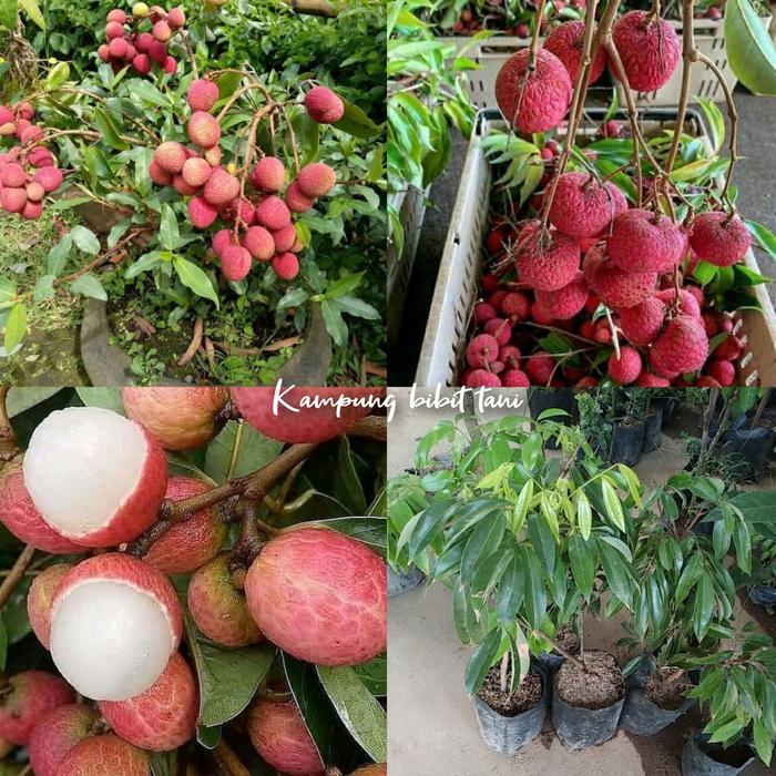 PROMO  Bibit Leci Merah Madu Seddless Hasil Cangkok Pendek Berbuah | Bibit Leci Madu Unggul