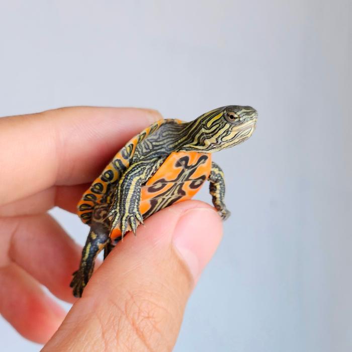 Ready Western Painted Turtle (Picta Belly/Picta Bellii)
