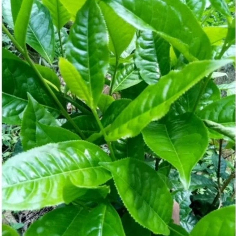 daun teh hijau segar alami 30.pucuk