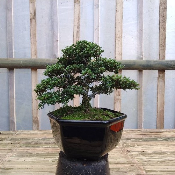 Tanaman Hias Bonsai Serbin Mikro Mame Dalam Pot Perawatan Mudah