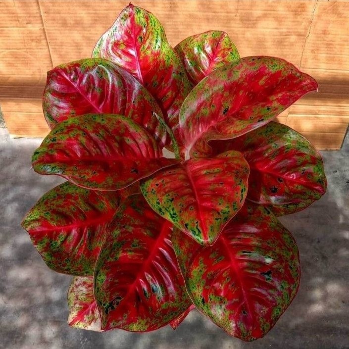 Aglonema Mahaseti Bibit Bonggol Aglonema Mahaseti Bibit Aglonema Murah