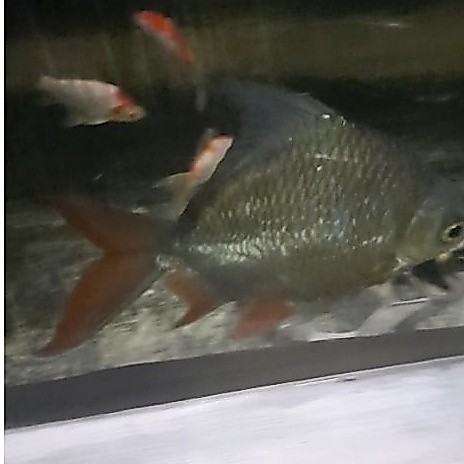 Ikan Kaviat SB besar