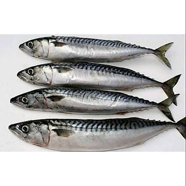 Ikan Salem Frozen Segar