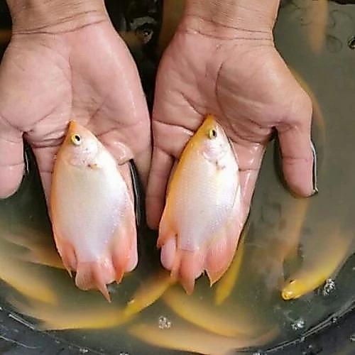 Ready bibit ikan gurame padang nyuper / benih ikan gurame super 8-10 cm