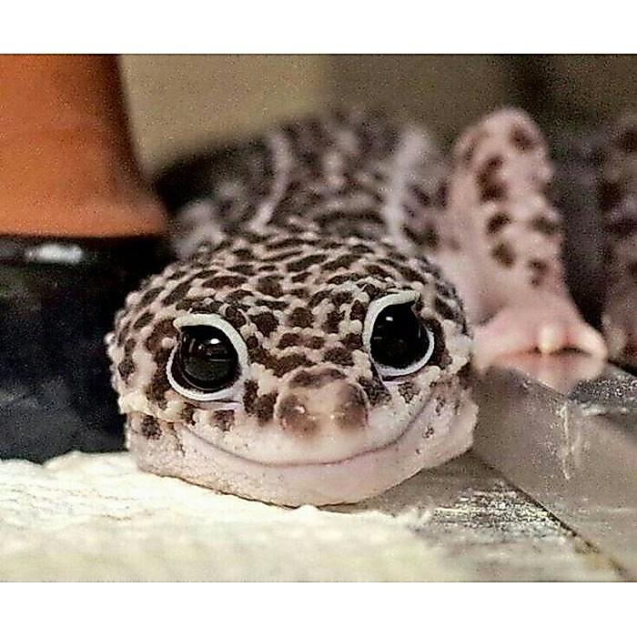 Ready Leopard Gecko Jinak Premium - bukan panana tegu iguana african - JANTAN RANDOM