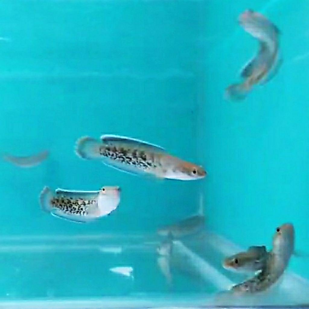 channa stewarti 7-8cm
