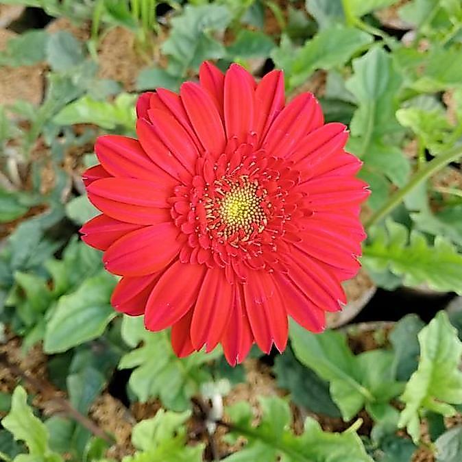 Tanaman bunga gerbera, hebras merah