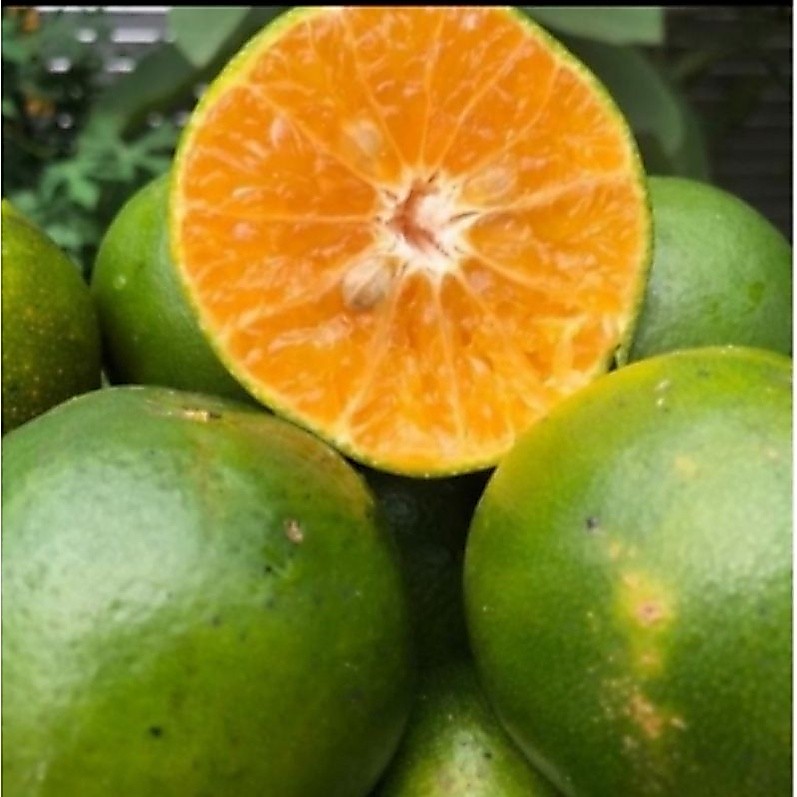 jeruk siam keprok malang manis 1kg