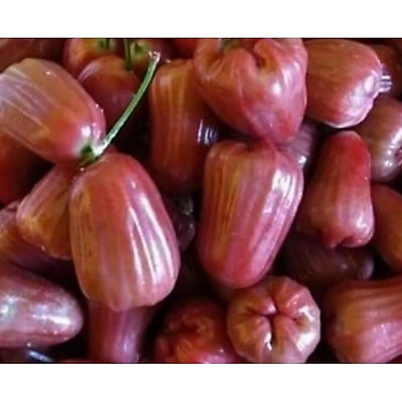 Jambu Air Citra Manis 1Kg