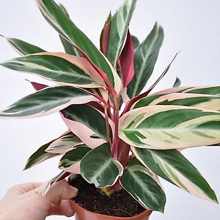 Tanaman Calathea Multicolor