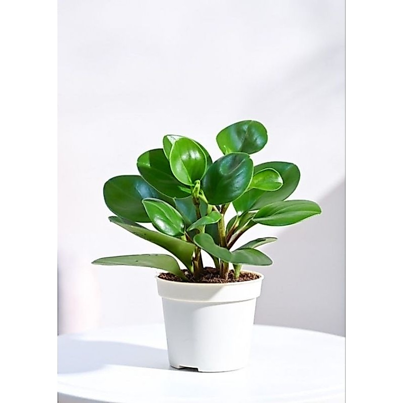tanaman hias peperomia hijau - peperomia hijau - peperomia
