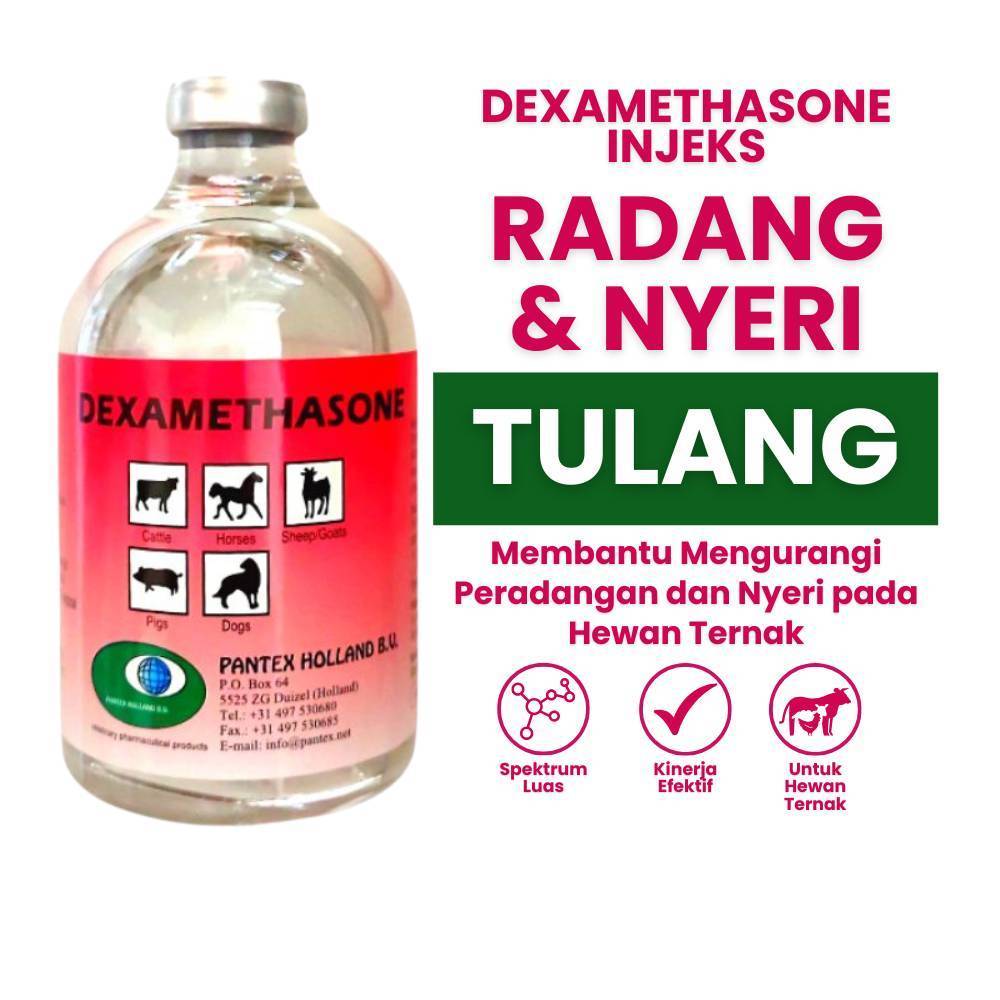 (zuper day) Dexamethasone 100ml Injeksi Pantex Obat Radang Nyeri Bengkak Hewan Sapi Kambing Ayam Kuc