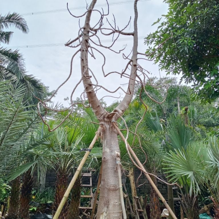Pohon moringga kelor afrika