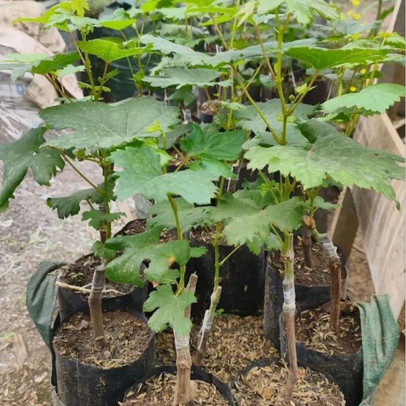 Bibit Anggur Import Jupiter / Tanpa Biji/ Siap buah/ tinggi 40cm