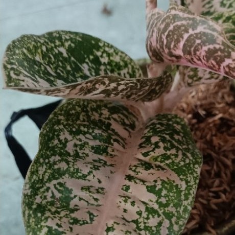 Aglonema mutiara alba