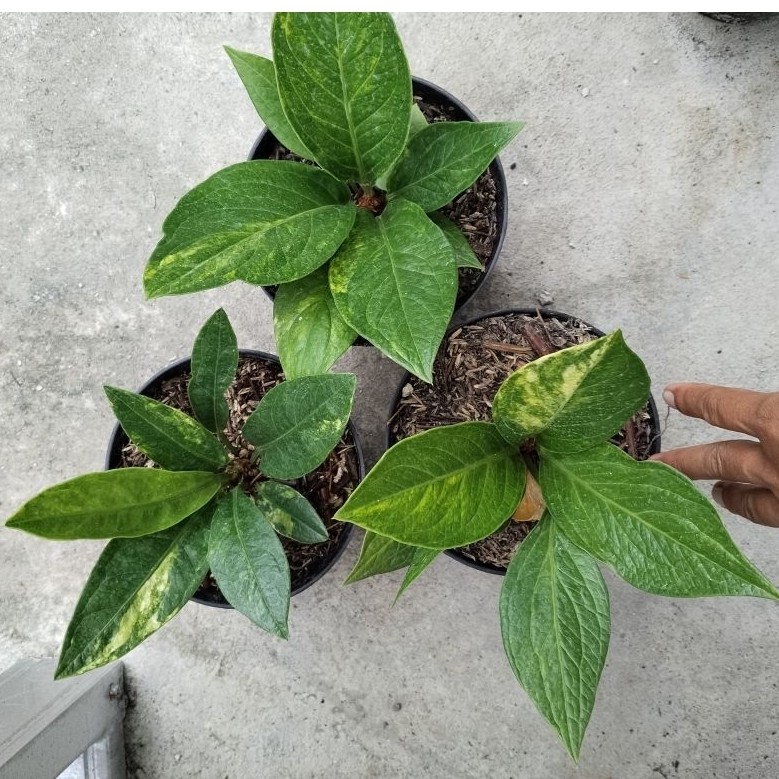 anthurium jemani mangkok dan jemani cobra varigata size remaja harga murah