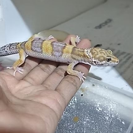 Mainan Gecko Tangerine choco minusan