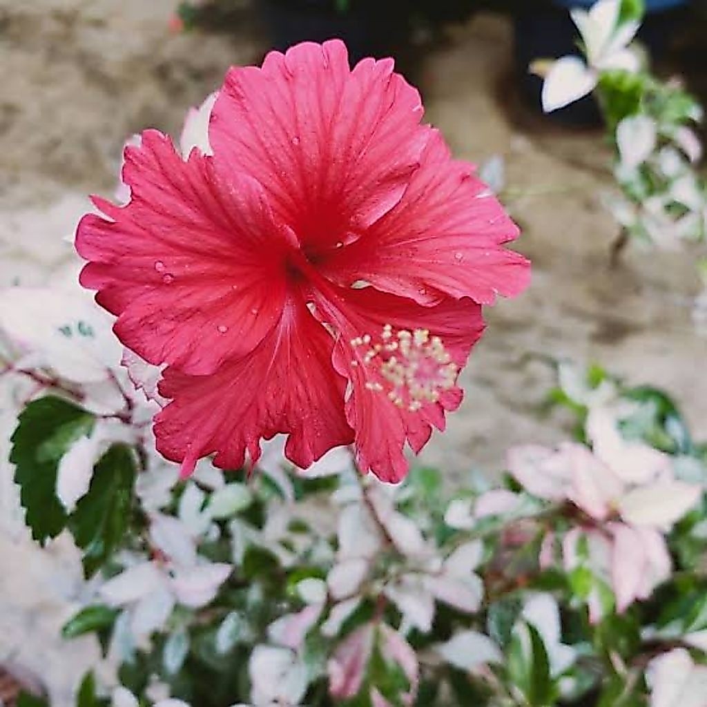 Tanaman Hias Bunga Sepatu Varigata Bunga Merah Daun Putih Hijau
