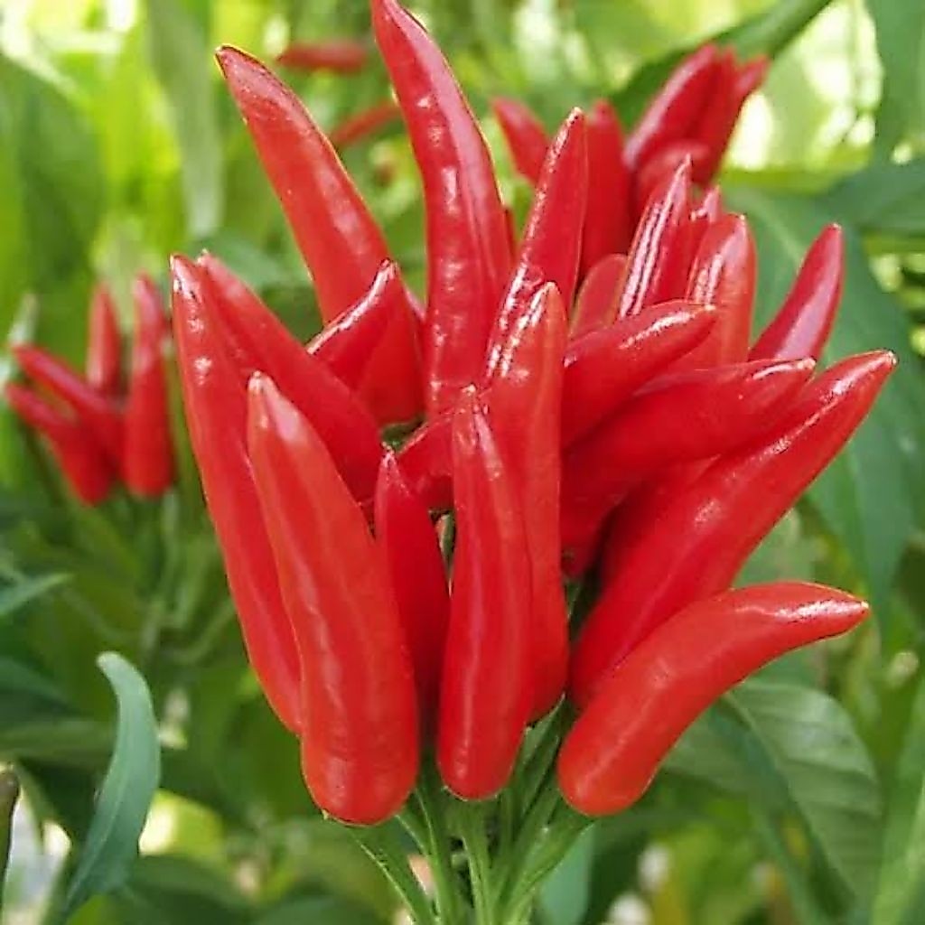 ( 100 Butir ) Benih Cabe Mahkota Tumpuk Jepang | Cabe Dompol | Cabe Gerombol