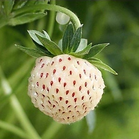 Benih Bibit Biji Buah Stroberi Strawberry White Alpine Import