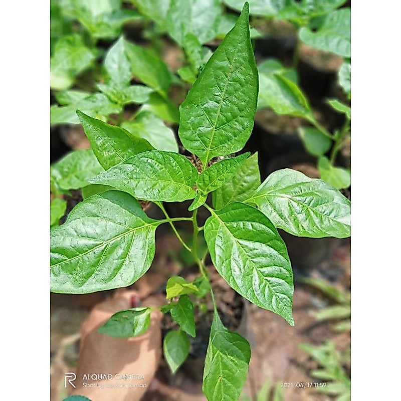Bibit pohon cabai rawit - cabai rawit - bibit pohon cabe - cabe rawit - cabe