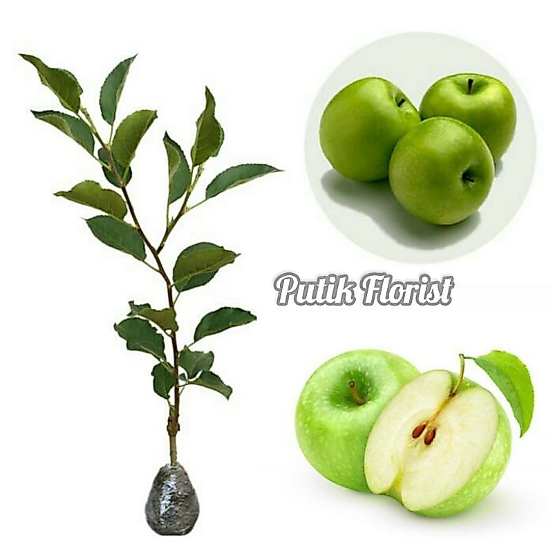 Bibit Tanaman Buah Apel Wanglin