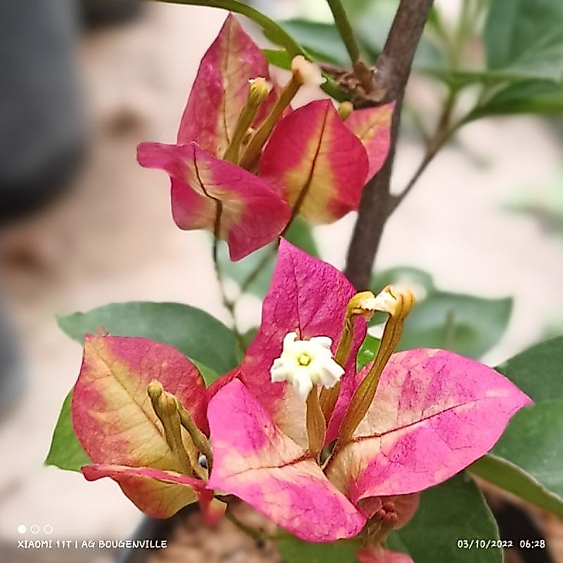 BUNGA BOUGENVILLE - SUFIA INDIA  - BUNGA ORI