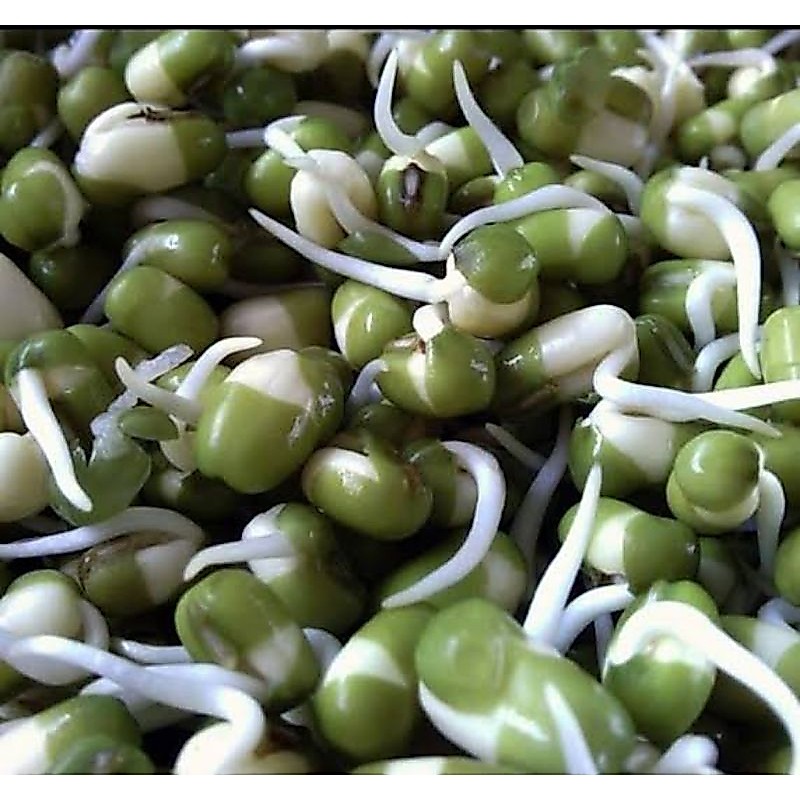 kacang hijau toge / kecambah import