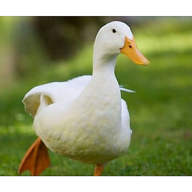 bebek peking hidup