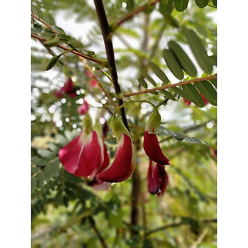 AKAR TANGKAI DAUN KEMBANG TURI MERAH HERBAL