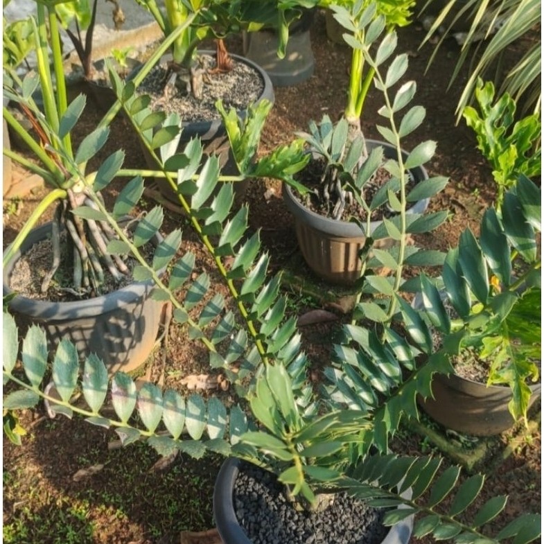 Encephalartos Ferox Mawar caudex 8cm