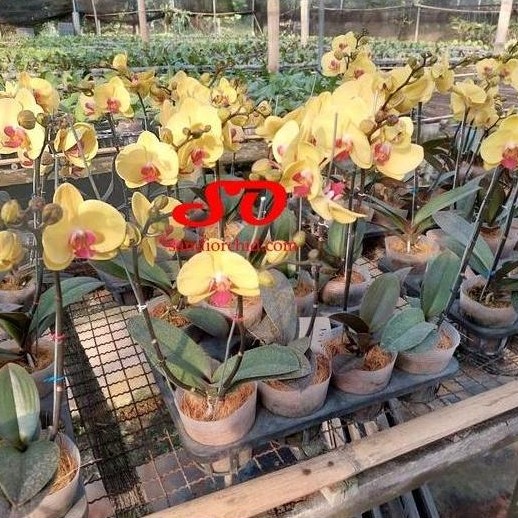 Anggrek Bulan Mini Kuning Lidah Merah