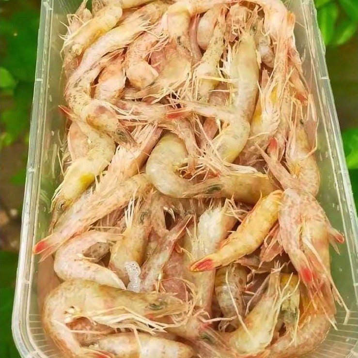 Udang Segar Kecil (Udang Sayur)