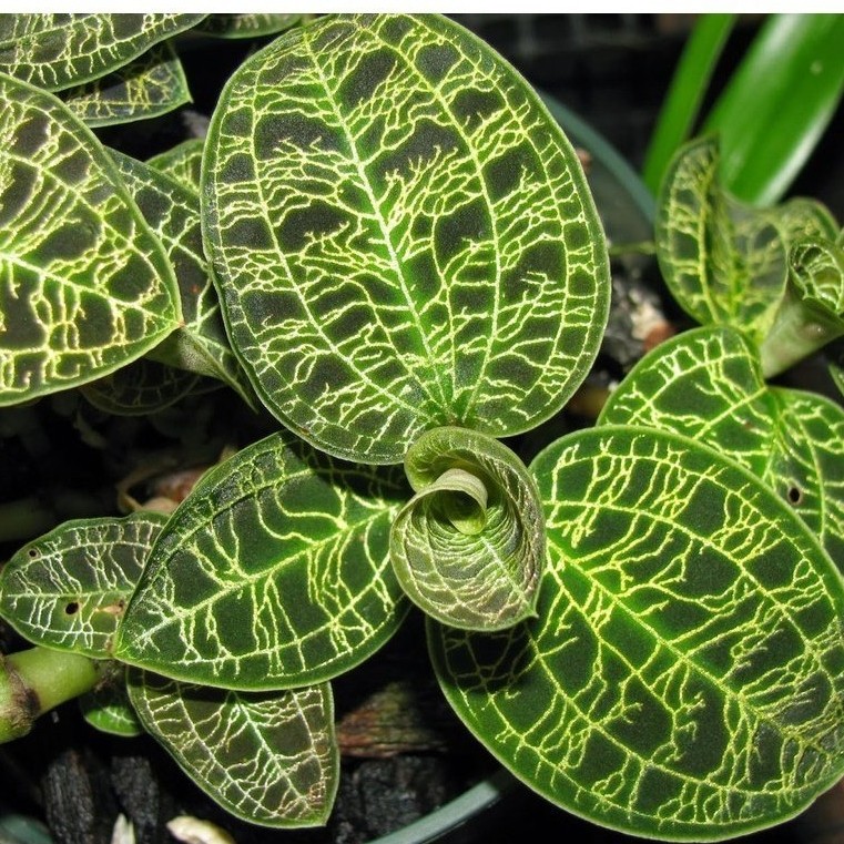 TANAMAN FULL MEDIA Jewel Orchid Ludisia | Macodes Petola Hijau | Tanaman Hias Indoor Terarium -Anggr